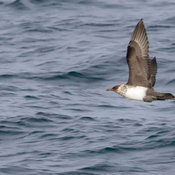 Pomarine Jaeger